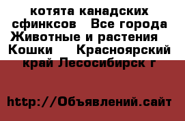 котята канадских сфинксов - Все города Животные и растения » Кошки   . Красноярский край,Лесосибирск г.